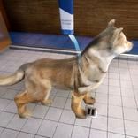 Animal Shelter