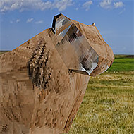 My Dear Sheep